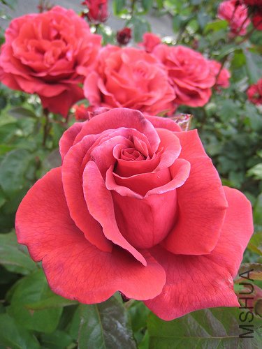 fragrant cloud rose����.jpg