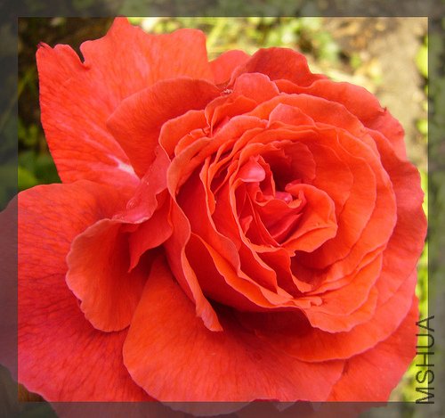 fragrant cloud rose33.jpg