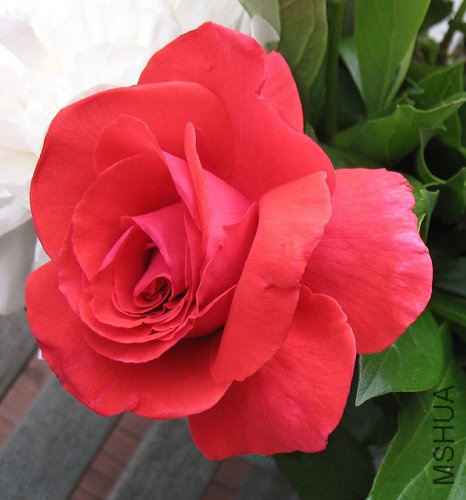fragrant cloud rose22.jpg
