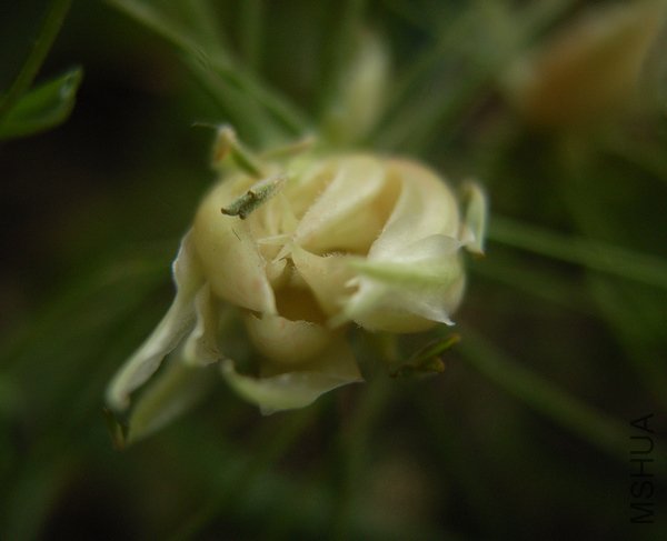 Oxalis gracilis�ϵ������ɶ��