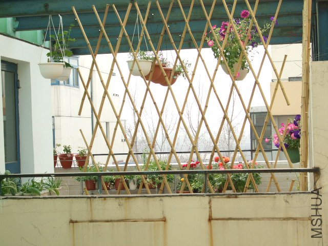 DSCF3250.JPG