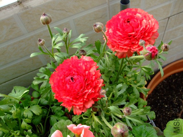 DSCF3225.JPG