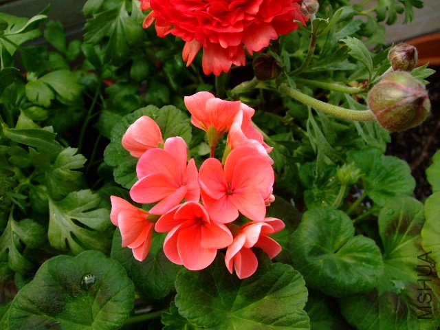 DSCF3181.JPG