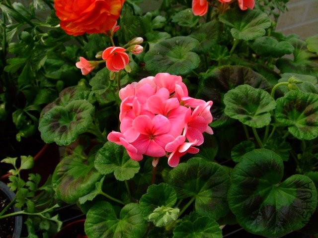 DSCF3180.JPG