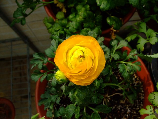 DSCF3175.JPG
