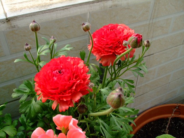 DSCF3224.JPG