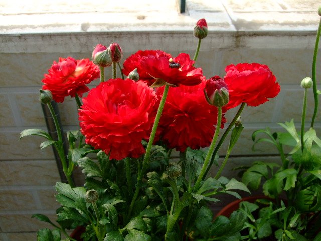 DSCF3223.JPG