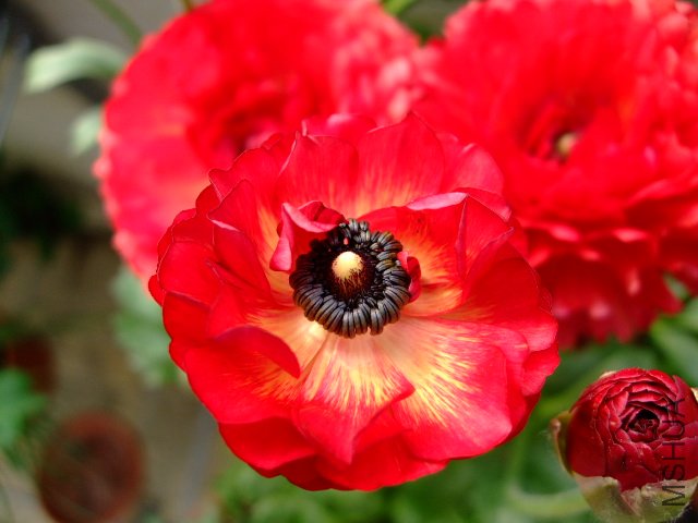 DSCF3177.JPG