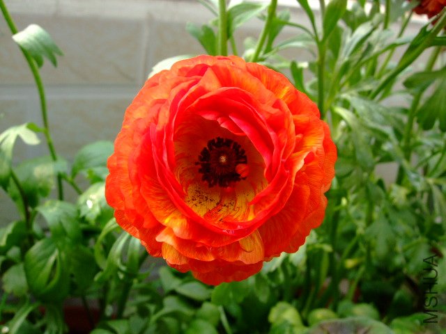 DSCF3222.JPG