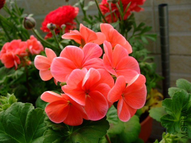 DSCF3182.JPG