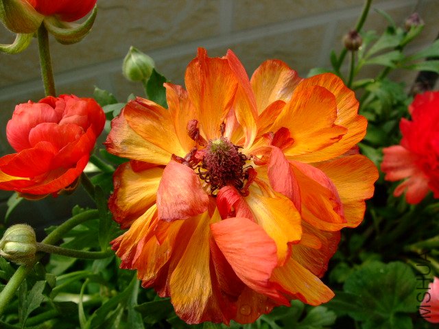 DSCF3176.JPG
