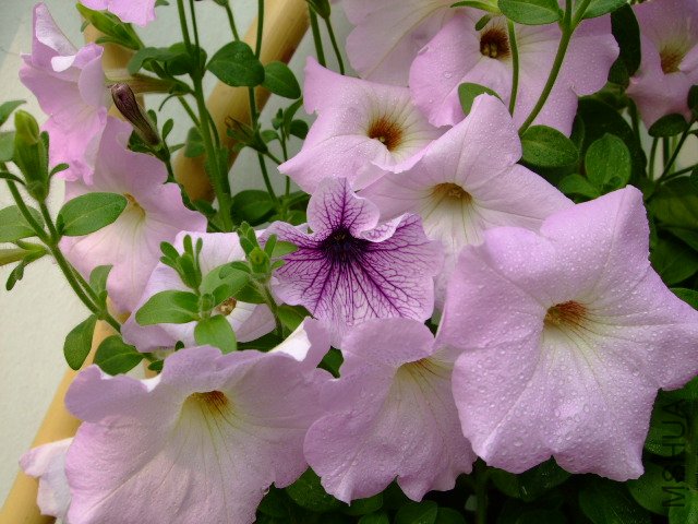 DSCF3166.JPG