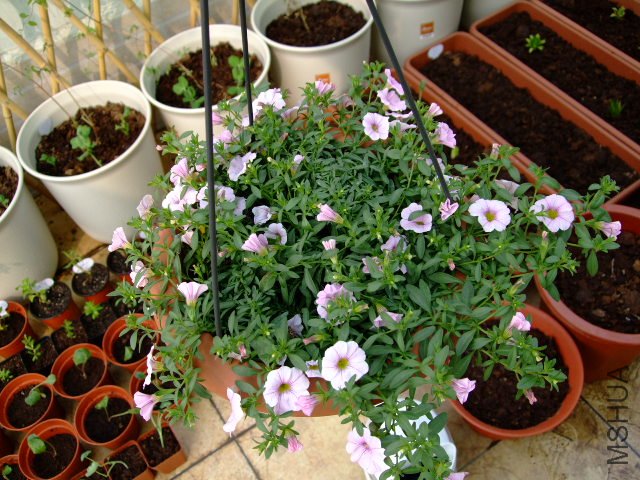 DSCF3155.JPG