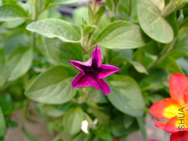DSCF3174.JPG