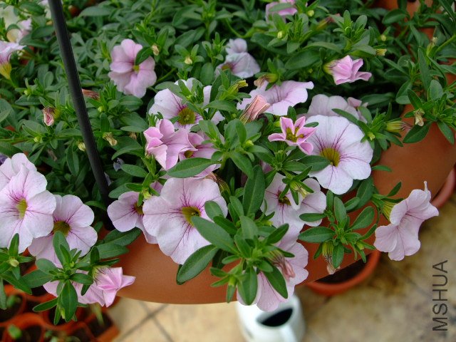 DSCF3156.JPG