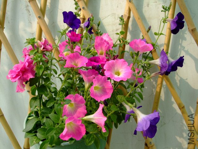 DSCF3168.JPG