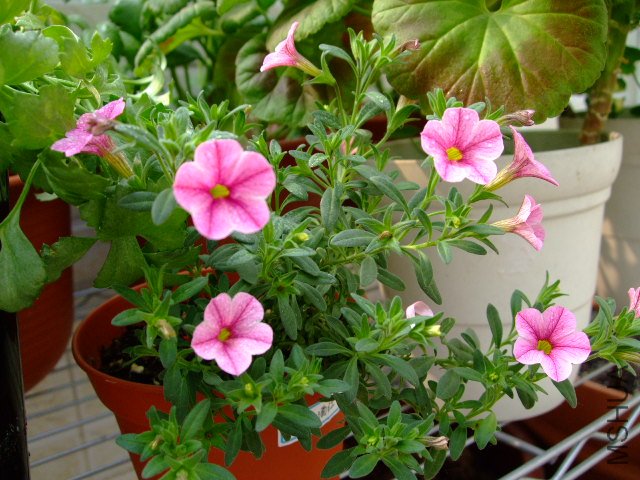 DSCF3159.JPG