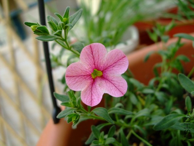DSCF3158.JPG