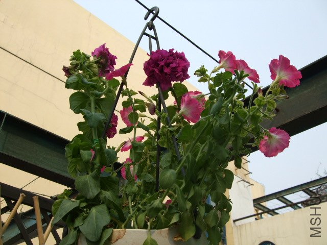 DSCF3206.JPG