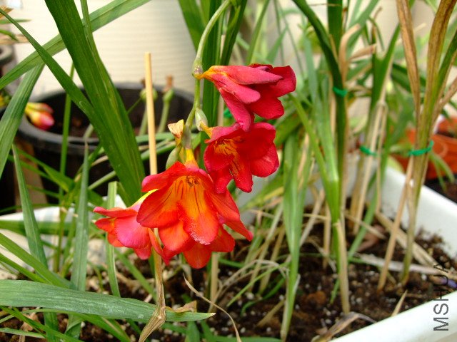 DSCF3172.JPG