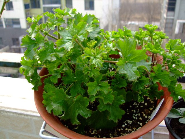 DSCF3187.JPG