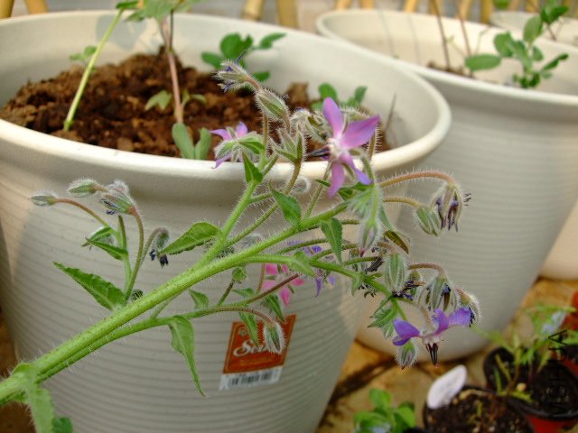 DSCF3170.JPG