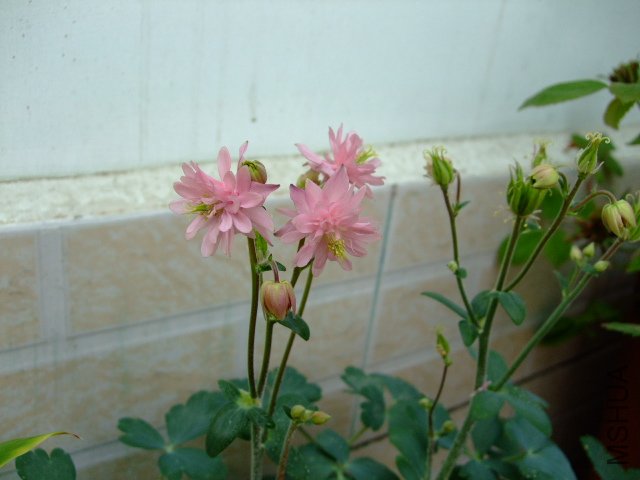 DSCF3161.JPG