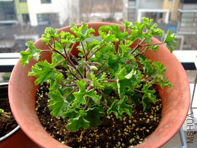 DSCF3188.JPG
