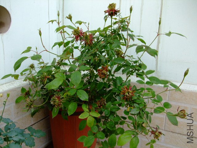 DSCF3163.JPG