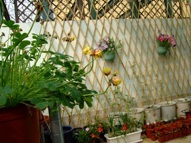 DSCF3184.JPG