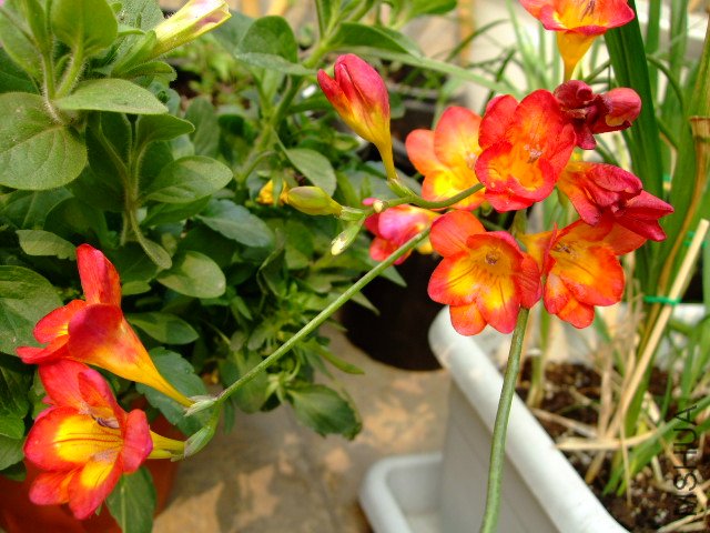 DSCF3173.JPG
