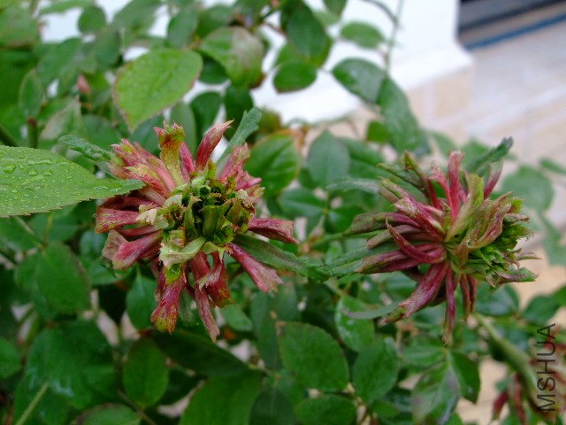 DSCF3164.JPG