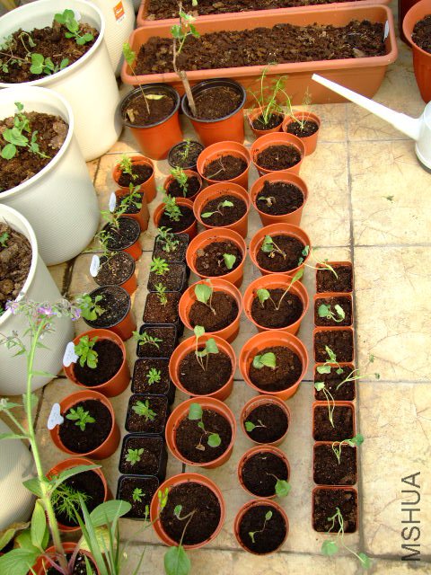 DSCF3237.JPG