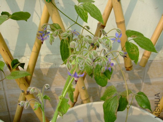 DSCF3171.JPG