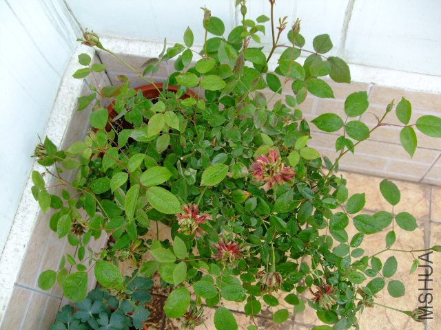 DSCF3165.JPG