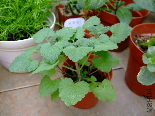 DSCF3208.JPG