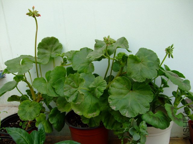 DSCF3213.JPG