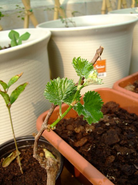 DSCF3214.JPG