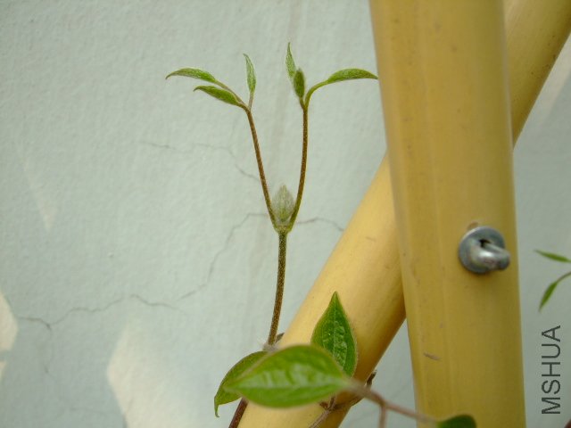 DSCF3234.JPG