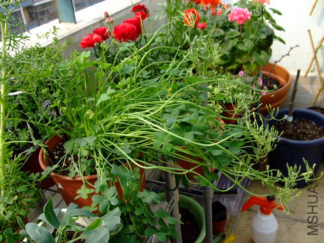 DSCF3220.JPG
