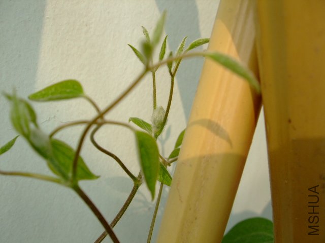 DSCF3236.JPG
