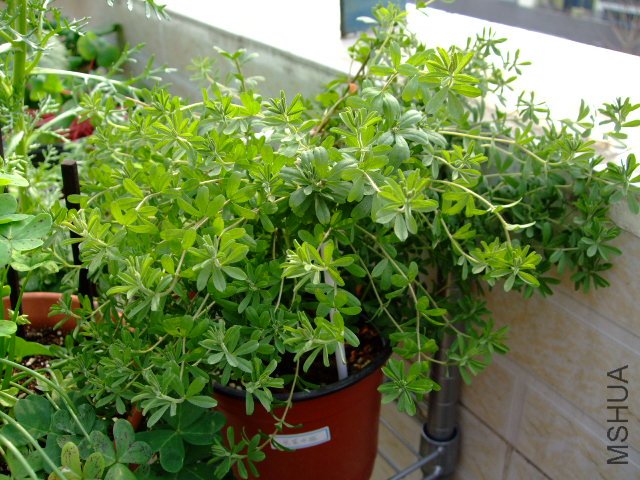 DSCF3221.JPG