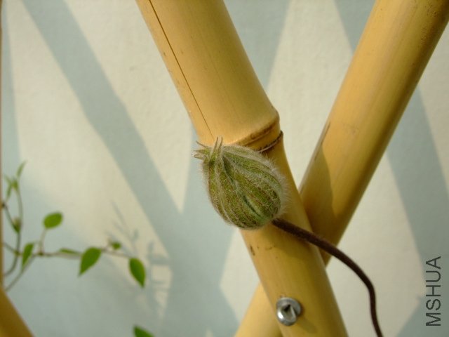 DSCF3232.JPG