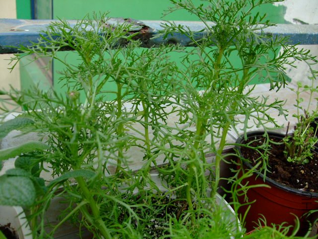 DSCF3211.JPG