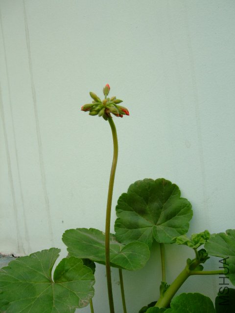 DSCF3212.JPG