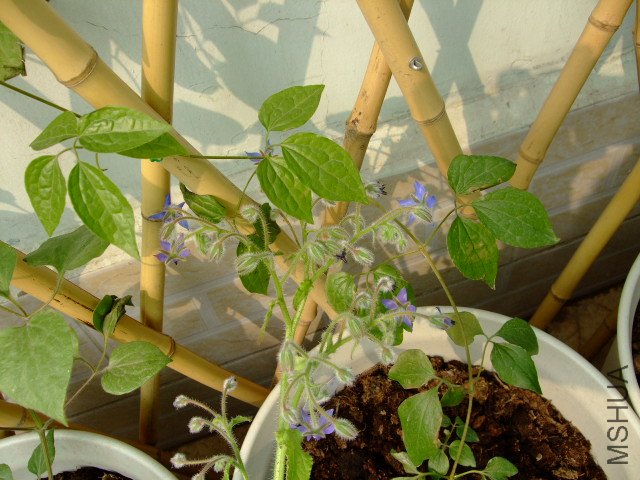 DSCF3233.JPG