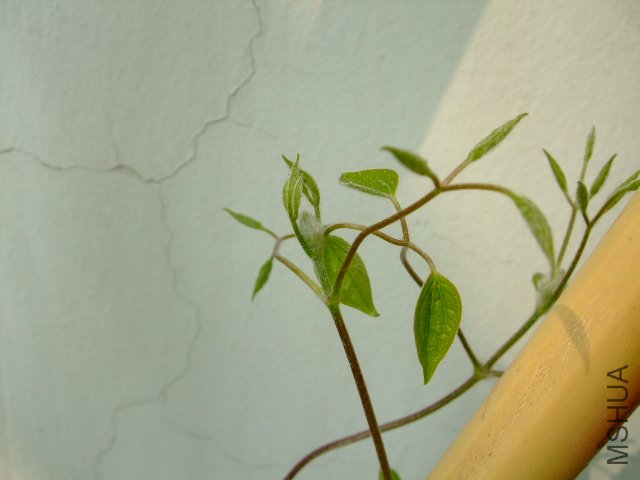 DSCF3235.JPG