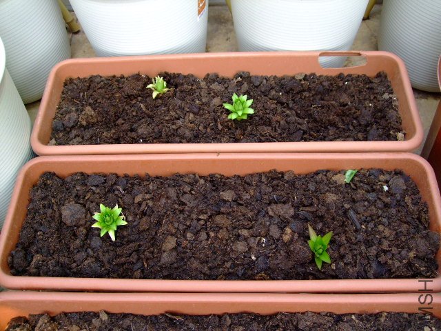 DSCF3226.JPG