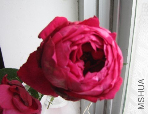 hua4.jpg