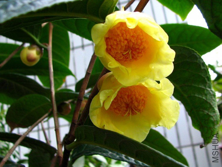 ������軨